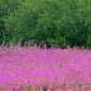 300 FIREWEED / ROSEBAY (Great Willowherb) Epilobium Angustifolium Flower Seeds