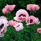 1000 MIXED Colors ORIENTAL POPPY Papaver Orientale Flower Seeds