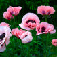 100 Princess Victoria Louise ORIENTAL POPPY Papaver Orientale Flower Seeds