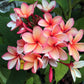 10 MIXED COLORS PLUMERIA Seeds - Lei Flower Frangipani Mix Fragrant Shrub Small Tree Pink Red Yellow White Peach Two Tone