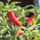 400 HOT JALAPENO PEPPER Capsicum Annuum Mexican Chili Vegetable Seeds