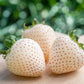 100 WHITE SOUL STRAWBERRY Fragaria Vesca Fruit Flower Berry Seeds
