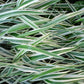 1000 Variegated RIBBON GRASS Reed Canary Phalaris Arundinacea Pink Flower Seeds
