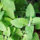 1000 HEIRLOOM CATNIP Nepeta Cataria Herb Flower Seeds