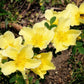 10 Golden Yellow FATHER HUGO ROSE Rosa Hugonis Flower Bush Shrub Seeds