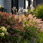 25 Dwarf Purple CHINESE FOUNTAIN GRASS Pennisetum Alopecuroides Hardy Ornamental Seeds