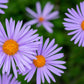 50 Blue EAST INDIES ASTER Tongolensis Flower Seeds