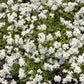 100 Victoria WHITE FORGET Me NOT Myosotis Alpestris Shade or Sun Flower Seeds