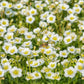 5 MADONNA ANEMONE Sylvestris White & Yellow Flower Seeds