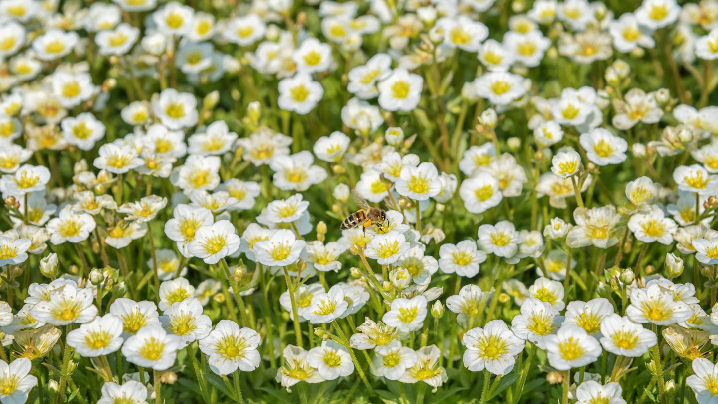 5 MADONNA ANEMONE Sylvestris White & Yellow Flower Seeds