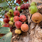 30 CLUSTER FIG Ficus Racemosa Red River Indian Guilar Tree Houseplant Seeds
