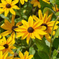 2000 BLACK EYED SUSAN Rudbeckia Hirta Yellow Heirloom Native Flower Seeds