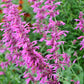 30 MIXED COLORS AGASTACHE Aurantiaca Cana Hummingbird Mint Hyssop Flower Seeds