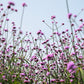 250 COMMON VERVAIN Verbena Officinalis European Herb Pink Purple Flower Seeds