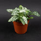 10 Dwarf WHITE POLKA DOT PLANT Splash Select Hypoestes Phyllostachya Flower Houseplant Seeds