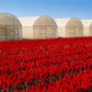 100 RED Forest Fire COCKSCOMB CELOSIA Plumosa Seeds