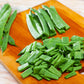 50 ROMANO BUSH BEAN Italian Flat Green Pod Phaseolus Vulgaris Vegetable Seeds