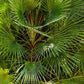 5 COMMON WINDMILL PALM Trachycarpus Fortunei Hardy Chusan Palm Tree Sun Shade Houseplant Seeds