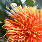 300 SAFFLOWER Saffron Carthamus Tinctorius Yellow Orange Flower Seeds