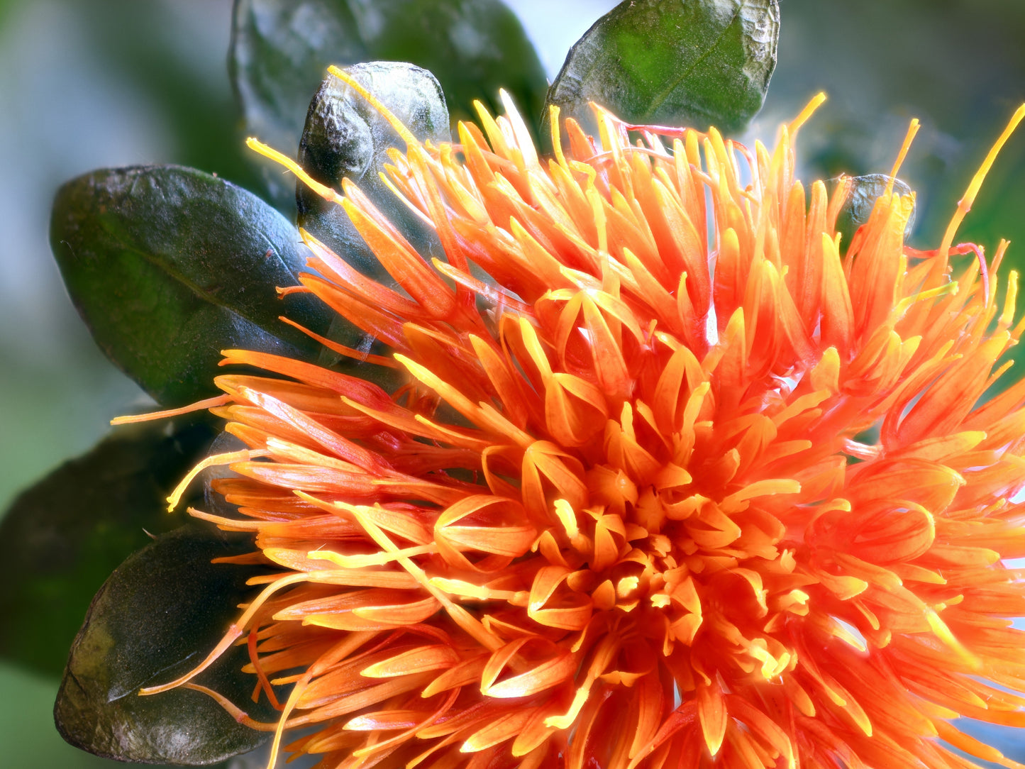 300 SAFFLOWER Saffron Carthamus Tinctorius Yellow Orange Flower Seeds