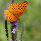 500 Purple HOARY VERVAIN Verbena Stricta Flower Seeds