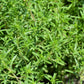 3000 SUMMER SAVORY Satureja Hortensis Herb Purple Flower Seeds