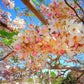 5 PINK SHOWER TREE Cassia Javanica aka Rainbow Shower & Apple Blossom Tree Two Tone Pink, White, Yellow Flower Seeds