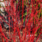 20 RED TWIG DOGWOOD American Red Osier Shrub White Flower Cornus Sericea Seeds