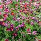 10 RED ANEMONE Pulsatilla Vulgaris PASQUE Flower Seeds