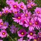 300 GLORIA COSMOS Bipinnatus 2-Tone Pink Fast Growing Flower Seeds