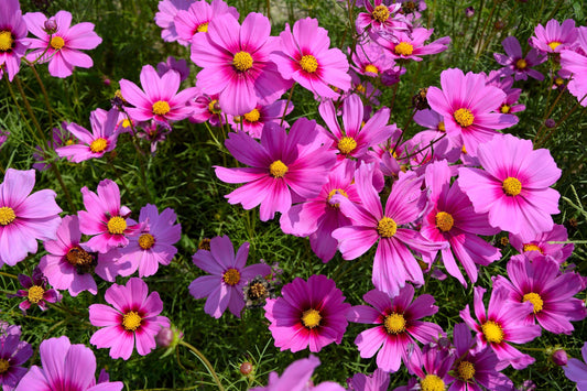 300 GLORIA COSMOS Bipinnatus 2-Tone Pink Fast Growing Flower Seeds