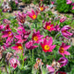 10 RED ANEMONE Pulsatilla Vulgaris PASQUE Flower Seeds