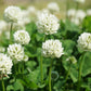 2000 MICROCLOVER Dwarf Miniature Trifolium Repens White Flower Clover Lawn Seeds