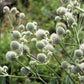 200 RATTLESNAKE MASTER / Button Snakeroot  Eryngium Yuccifolium Flower Seeds