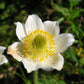 25 WHITE ANEMONE Pulsatilla Vulgaris PASQUE flower Seeds