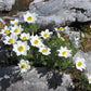 25 WHITE ANEMONE Pulsatilla Vulgaris PASQUE flower Seeds