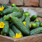 200 NATIONAL PICKLING CUCUMBER Fruit Cucumis Sativus Seeds