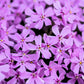 20 PRAIRIE PHLOX Pilosa Mixed Colors Pink Purple White Native Flower Seeds