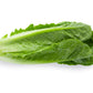 3000 PARRIS ISLAND Romaine LETTUCE Lactuca Sativa Vegetable Seeds