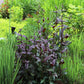 25 HUSKER RED PENSTEMON Digitalis Foxglove Beardtongue White Flower Seeds