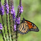 500 Purple HOARY VERVAIN Verbena Stricta Flower Seeds