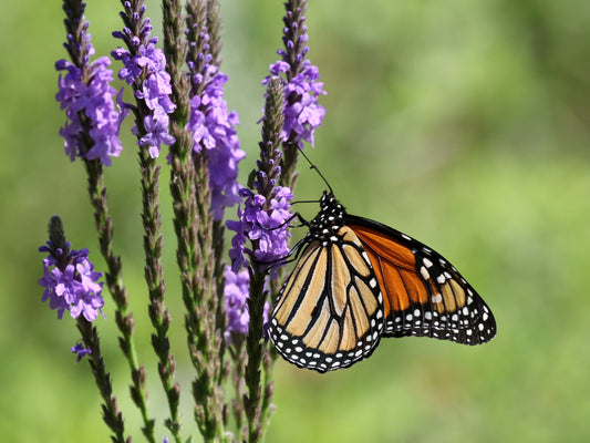 500 Purple HOARY VERVAIN Verbena Stricta Flower Seeds