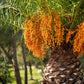 10 COCO PALM Jelly Palm Pindo Butia Capitata Edible Fruit Tree Houseplant Seeds