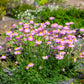100 Rose PINK ROBINSONS DAISY Painted Chrysanthemum Coccineum Pyrethrum Flower Seeds