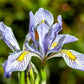 50 MISSOURI IRIS Missouriensis Rocky Mountain Blue Purple Yellow Flower Seeds