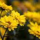 100 HAIRY GOLDEN ASTER Chrysopsis Heterotheca Villosa Herb Yellow Flower Seeds