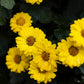 100 HAIRY GOLDEN ASTER Chrysopsis Heterotheca Villosa Herb Yellow Flower Seeds