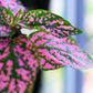 10 Dwarf ROSE Pink POLKA DOT PLANT Splash Select Hypoestes Phyllostachya Flower Houseplant Seeds