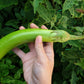 25 Louisiana LONG GREEN EGGPLANT Solanum Melongena Fruit Vegetable Seeds