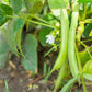 30 CANNELLINI BEAN Seeds White Italian Kidney Phaseolus Vulgaris Vegetable Seeds